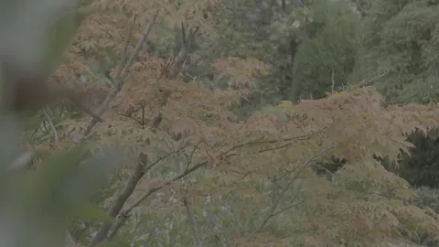荷兰足球之痛，范戴克正面回应星空体育：世界杯失利非独我之过，真相